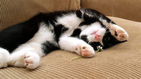 Download Black And White Cat Rolls Over On Brown Sofa Wallpaper