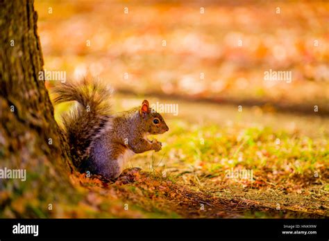 Squirrel On Mount Royal Stock Photo Alamy