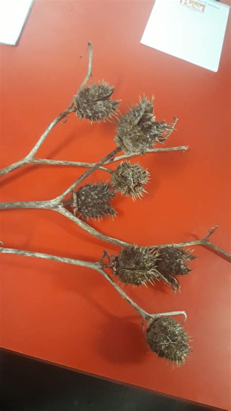 Are These Datura Seed Pods Found In Western Kentucky Rwhatsthisplant