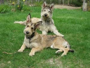 berger picard dog breed standards