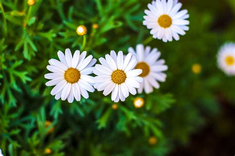 Paisajes Imágenes De Flores Bellas - Imágenes De Flores