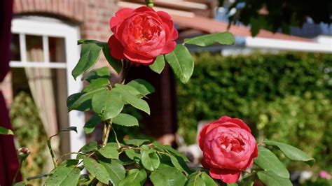 Check spelling or type a new query. Rosen - Rosenkrankheiten - Sternrußtau - Gartenidylle ...