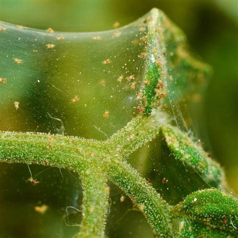How Long Do Spider Mites Live In Soil My Heart Lives Here
