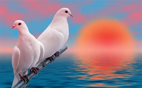 Free Download Picturespool Love Birds Wallpapers Beautiful Birds