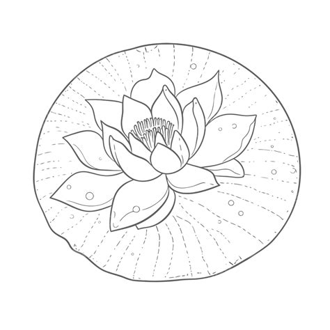 Water Lily Drawings