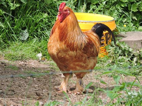 Funny Rooster Crowing Video Gardens For Life
