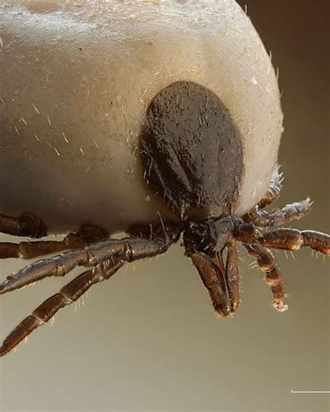 Five Freaky Facts About Ticks Owlcation Education