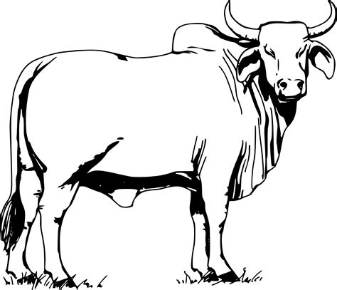 Boi Desenho Para Colorir