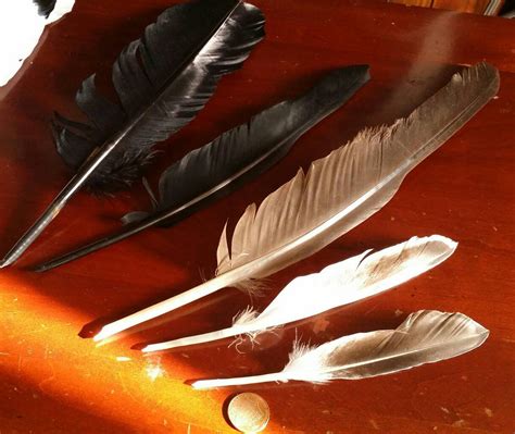 Natural Feather Writing Quills Etsy