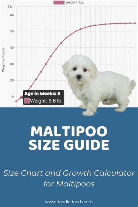 Maltipoo Puppy Feeding Chart