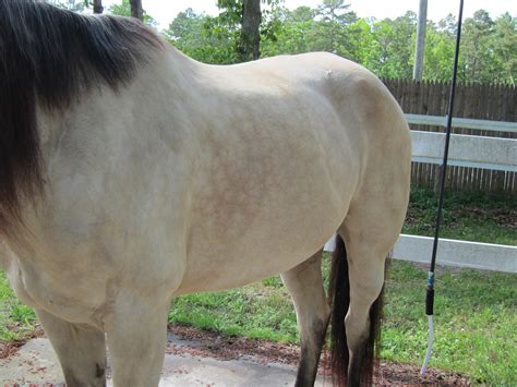 Buttermilk is the lightest colored buckskin coat, and just like all buckskin horses, they have dark points. Memoirs of a Horse Girl: Buttermilk Buckskin: More Dapples!
