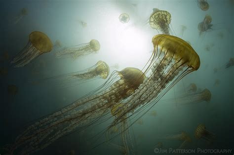 The Mirror Amazing Underwater Photography