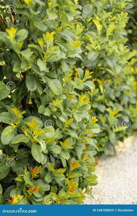 Laurel Evergreen Bushes Stock Image Image Of Leaves 248788839