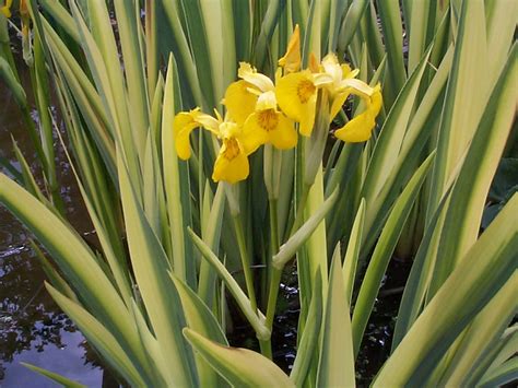 Iris Pseudacorus Variegata Variegated Yellow Flag Marginal Pond