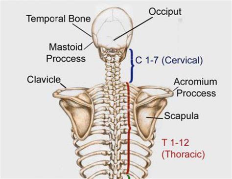 These bones are in the back of your neck, just below your brain, and they support your head and in between each vertebra (the name for just one of the vertebrae) are small disks made of cartilage. What are the bones called in your neck, shoulder area, and upper back? | Socratic