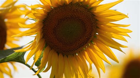 Beautiful Yellow Sunflower Flowers Blooming In A Field On Sunny Day