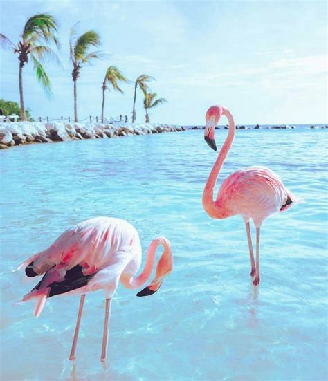 Пляж фламинго Fotorelax Flamingo Pictures Bird Wallpaper Flamingo