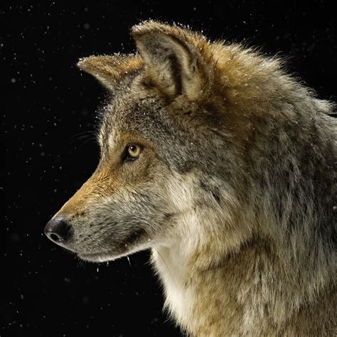 30 Cool Wolf Pictures And Images