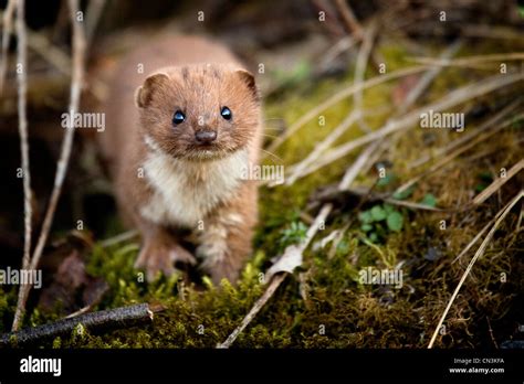 Weasel Mustela Nivalis Stock Photo Alamy