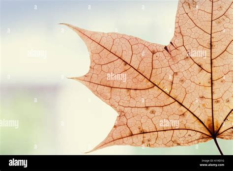 Brown Maple Leaf Stock Photo Alamy