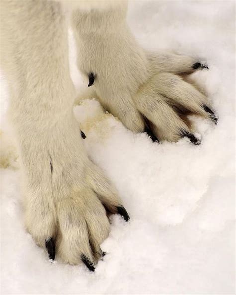 Pin By Qahnaarin On Wolf Study Wolf Paws Wolf Paw Paws Aesthetic
