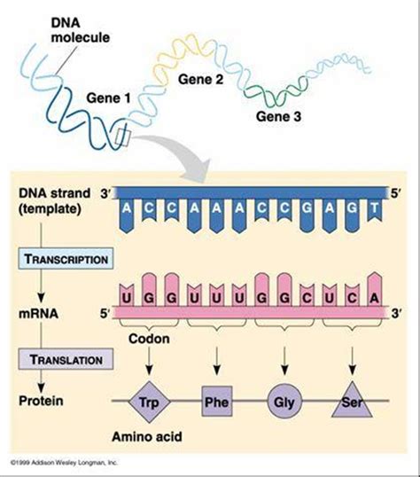 It kind of has the opposite information from dna (if a dna strand is tccgatc the compliment mrna would be aggctag). Adriana Dobrin: Biology Essay