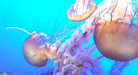 A New Book On Jellyfish Is Filled With Wonder And Climate Change Woes