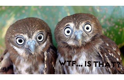 Wtf Is That Funny Owls Funny Animals Baby Owls