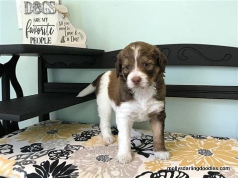 You are welcome to pick up your puppy delivery without our personal accompaniment is also available for an additional $400 from fort. Molly's Darling Doodles - Available Golden Mountain Doodle ...