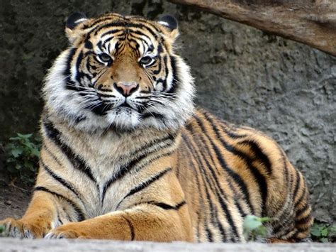 Mengenal 3 Jenis Spesies Harimau Asli Indonesia Hanya Tinggal Satu