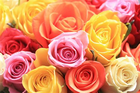 Flower Color Meanings Significance Of Flower Colors Petal Talk
