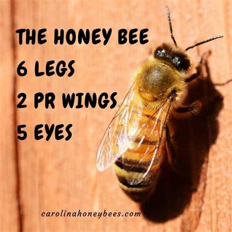 Amazing Honey Bee Facts How Many Do You Know Carolina Honeybees