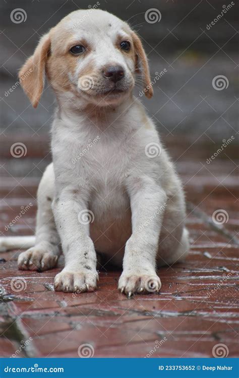 Portrait Of Indian Stray Puppy Homeless Puppy Sitting Alone Stock