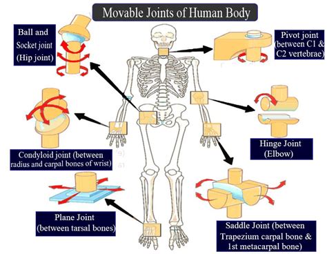 Bones And Muscles The Skeletal System Class 5 Notes Cbse Class