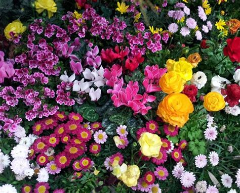 Цветя за лехи — 65 снимки на красиви и непретенциозни видове цветя за