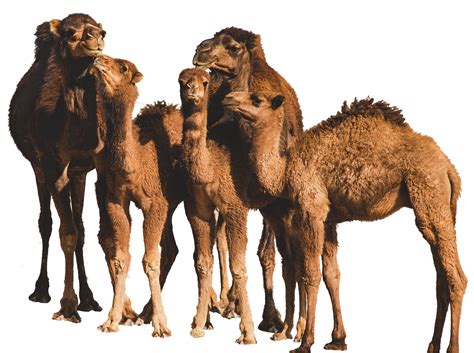 Organic Camel Milk - Sahara Dairy Co. - Freeze Dried Camel Milk