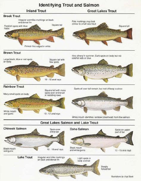 Pdf Of Great Lakes Fish In Mi Lake Michigan Fishing Charter Chicago