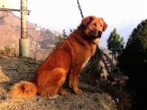 Himalayan Sheepdog Dog Breed Information Images Characteristics Health