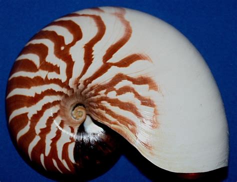 Seashell Sea Shell New Caledonia Rare Nautilus Macromphalus 6 14 F