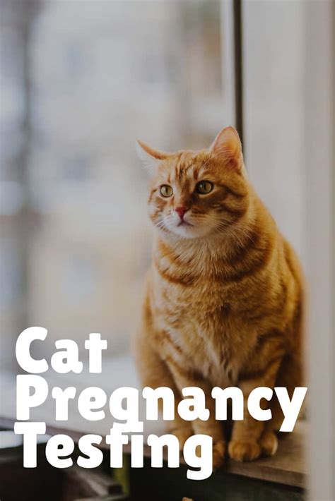 Cat Pregnancy Timeline The Definitive Guide To Prepare For Birth Of