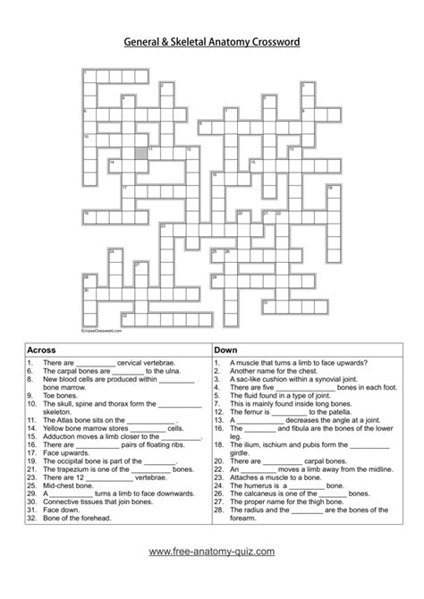 Play this game to review human anatomy. General and Skeletal Anatomy crossword