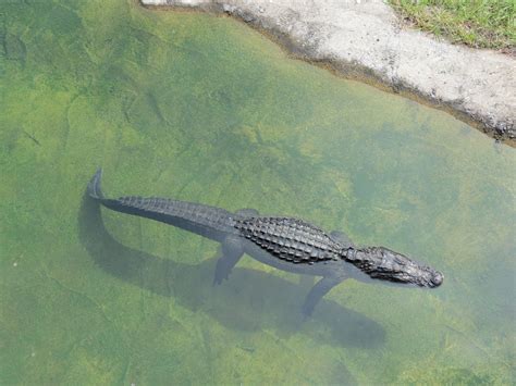 Florida Mission Everglades American Alligator Exhibit Zoochat