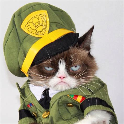 Pin on Grumpy Cat