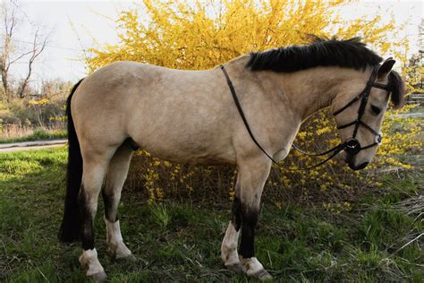 The name comes from the spanish mesteño meaning runaway or wild. My buckskin mustang! See more of him at @ tobleronemustang ...