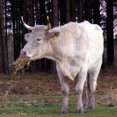 Filecow Eating Straw New Forest Wikimedia Commons