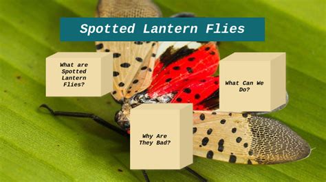 Spotted Lantern Fly By Ethan Snyder