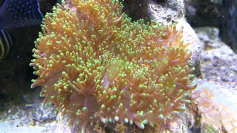 What Do Mushroom Corals Eat All Mushroom Info