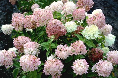 Flowering all through summer and into fall, its flowers can be harvested for making an herbal tea. Hydrangeas that bloom reliably in the Indiana landscapes ...