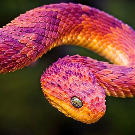 African Snakes Bush Vipers Scary Snakes Pet Snake Pretty Snakes