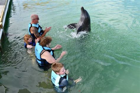 Cayos De Florida Nado Con Delfines En Cayo Pato Getyourguide